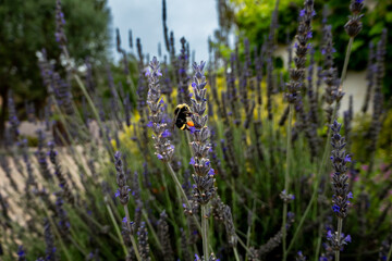 Close-up of large black and yellow bee on Salvia plant 