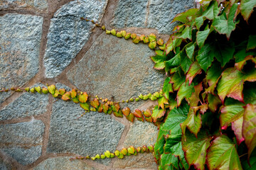 Leaves growing up against a wall, beginning to grow on to the next wall