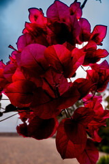 Flower petals bursting with back lit red color against a blue sky