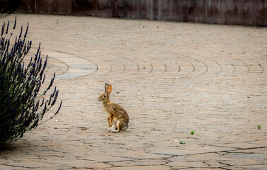Bunny standing while looking into bush 