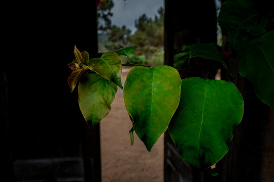 Dreamy style photograph of ivy leaves at the foreground of a vintage arched doorway - Powered by Adobe