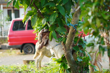 A white male goat hiding behind the leaves of a tree in the morning