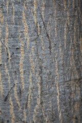 Obraz premium A detailed close-up of tree bark texture, featuring a striking pattern of dark gray and vertical reddish-brown lines. This natural surface provides a rugged and organic background.
