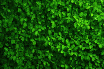Lush green wall of vibrant leaves and vines with rich natural texture