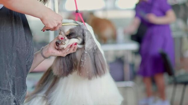 A female groomer uses semicircular scissors to level the cap on the head of a cocker spaniel American dog