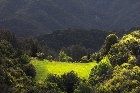 Lush green meadow in a middle of a forest