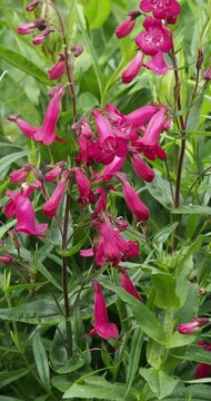 (Penstemon 'Garnet'). Floraisons spectaculaires et abondantes de jolies fleurs rouges tubulaires de penstemon hybrides sur tiges fines au feuillage mince et vert