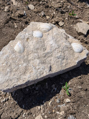 A rock with shells on it. The shells are white and the rock is gray. The rock is on a dirt field