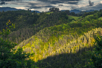 The last sunlight over a forest