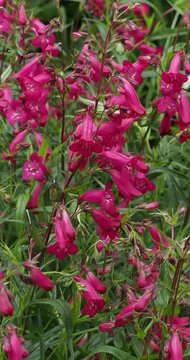 Penstemon 'Garnet'. Galane ou chelone hybride. Hampes florales portant une profusion des fleurs en forme de clochettes pendantes rouges lilas au feuillage mince vert moyen