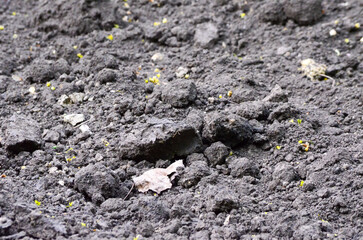 A dirt field with a leaf on it. The leaf is brown and is laying on the ground