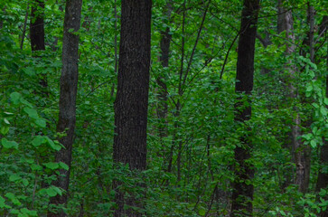 A forest with trees that are green and tall. The trees are in a forest with a lot of green leaves