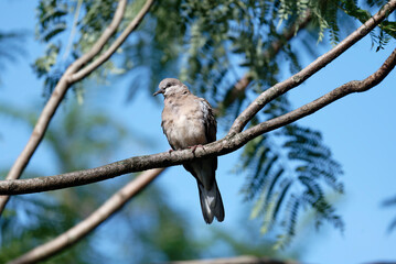 Pigeon on the branch