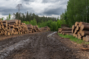 piles of log after lumbering