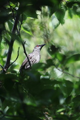 Asian glossy starling (Aplonis panayensis) is a species of starling in the family Sturnidae.This photo was taken in Japan.