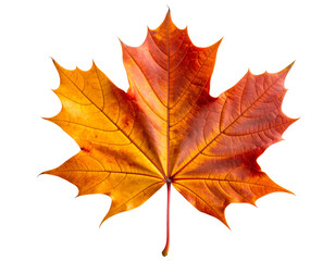 Fototapeta premium “Autumn Maple Leaf with Gradient Orange and Red Hues, PNG”.