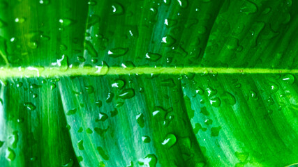Close-up of fresh blushing philodendron leaves with water droplets, showcasing vibrant green foliage and natural tropical texture. Perfect for nature, gardening, or plant-themed designs. © aryamhrdk16