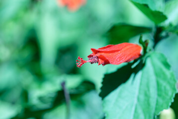 red hibiscus flower bud