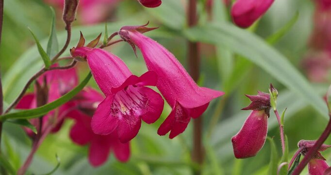 Penstemon 'Garnet'. Galane ou chelone hybride. Hampes florales portant une profusion des fleurs en forme de clochettes pendantes rouges lilas au feuillage mince vert moyen