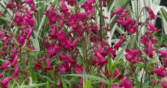 Penstemon 'Garnet' hybride. Plante buissonnante r&eacute;put&eacute;e pour ses fleurs tubulaires rouge grenat, pendantes sur des tiges orn&eacute;es de fines feuilles lanc&eacute;ol&eacute;es et attirant les pollinisateurs
