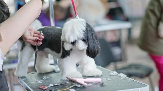 A woman's hand cuts the back paw of a shih tzu dog with movements from top to bottom.