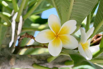 Plumeria alba flower