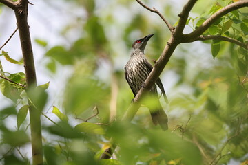 Asian glossy starling (Aplonis panayensis) is a species of starling in the family Sturnidae.This photo was taken in Japan.