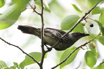 Asian glossy starling (Aplonis panayensis) is a species of starling in the family Sturnidae.This photo was taken in Japan.