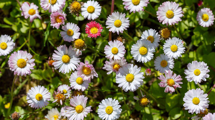 Daisy blossom. The perennial daisy ( Latin:  Bellis perennis ) is a perennial herbaceous plant, a species of the genus Daisy of the family Asteraceae