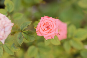 pink rose in garden
