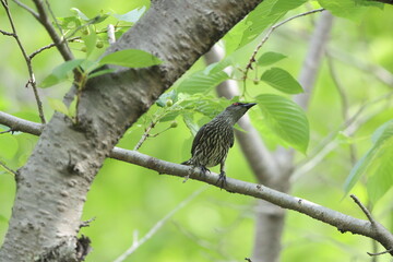Asian glossy starling (Aplonis panayensis) is a species of starling in the family Sturnidae.This photo was taken in Japan.