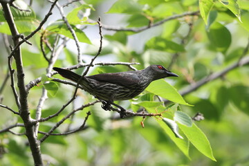 Asian glossy starling (Aplonis panayensis) is a species of starling in the family Sturnidae.This photo was taken in Japan.