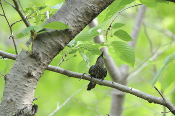 Asian glossy starling (Aplonis panayensis) is a species of starling in the family Sturnidae.This photo was taken in Japan.