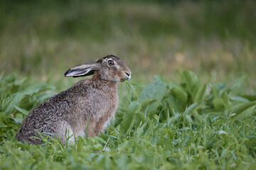 A wild rabbit sits in long green grass
