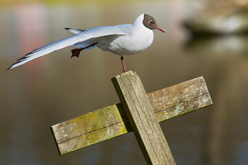 A pewit standing on one foot on a wooden cross