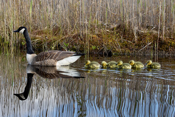 A mother goose swimming in a pond followed by gosslings with beautiful reflections in the water.