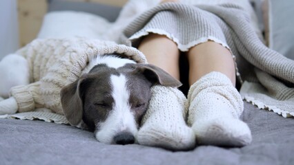 Small jack russell dog wearing a cozy knitted sweater sleeping peacefully near a woman's legs, adorned with knitted socks, all snuggled under a warm blanket in bed