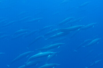 A pod of dolphins swims beneath the surface