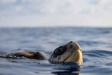 A sea turtle surfaces for a breath in the open Pacific