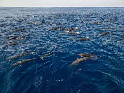 Massive Dolphin Superpod Cuts Through Pacific Waters