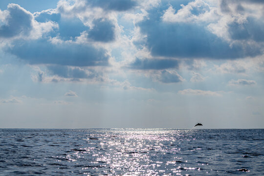 A lone dolphin arcs through the air beneath shafts of sunlight