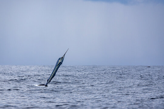 A sailfish, rockets out of the water off the coast of Costa Rica