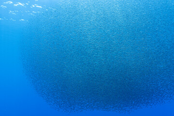 Lanternfish aggregation in the twilight zone