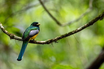 Male Gartered Trogon on Mossy Forest Perch