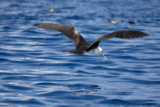 A magnificent frigatebird skimming the ocean