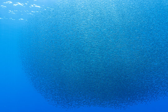 Lanternfish aggregation in the twilight zone