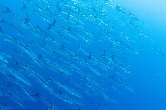 Streamlined predators in perfect formation