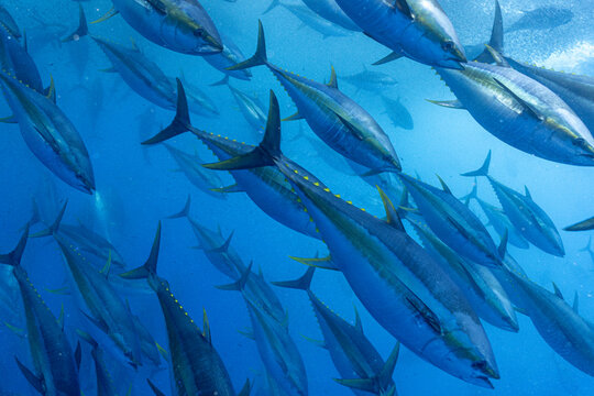 School of Yellowfin Tuna Gliding Through the Deep Blue Ocean