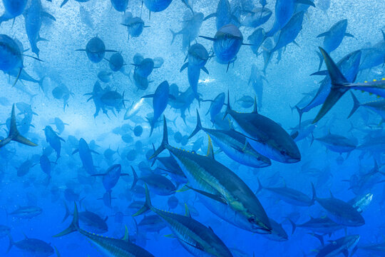 A dense, swirling aggregation of yellowfin tuna