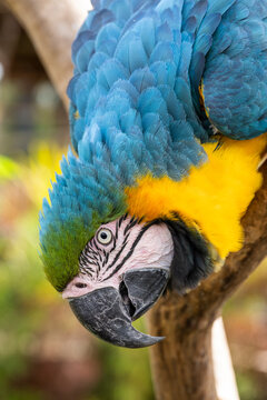 Beautiful Blue-and-yellow Macaw in captivity in Aparecida, S&atilde;o Paulo